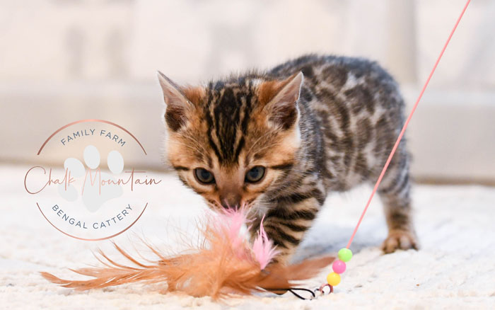 Bengal kitten for sale